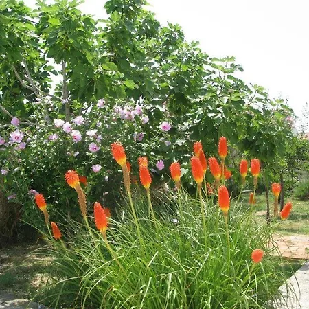 Palit 16356b Daire Mundanije